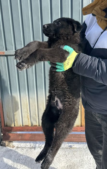 Щенок немецкой овчарки