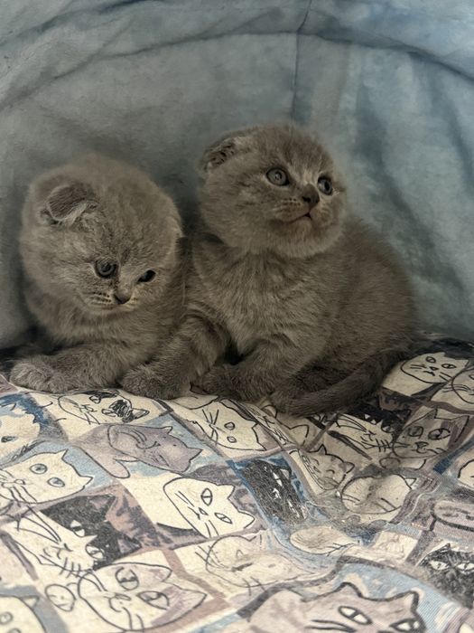 Британски/ Шотландски котета
