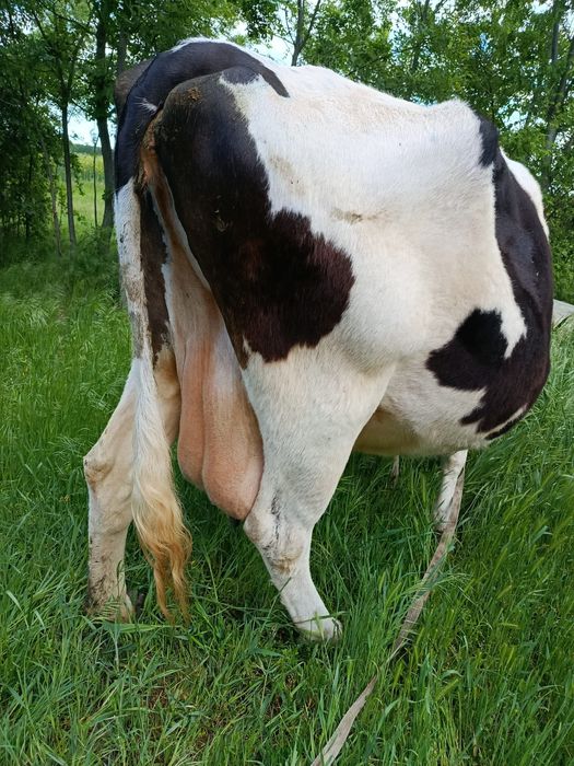 Vaca gestanta buna de lapte