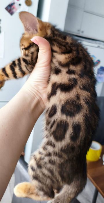 Бенгальские котята