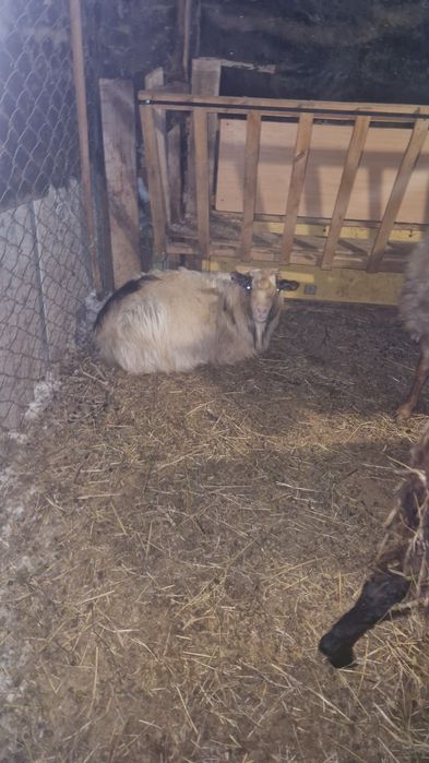 Продам коз с козлятвми