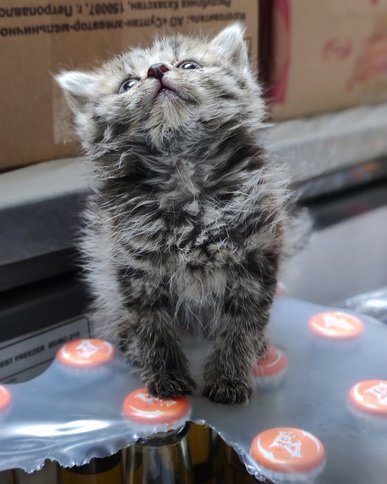 Отдам в добрые руки котёнка