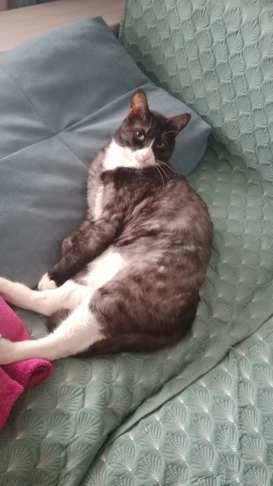 Отдам кота бесплатно