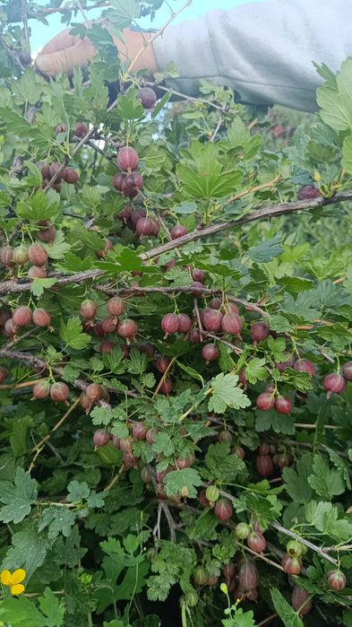 Продам крыжовник