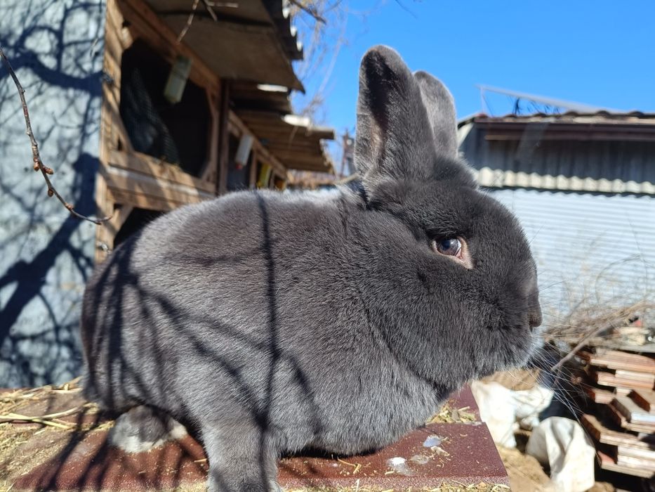 Vienez Albastru mascul