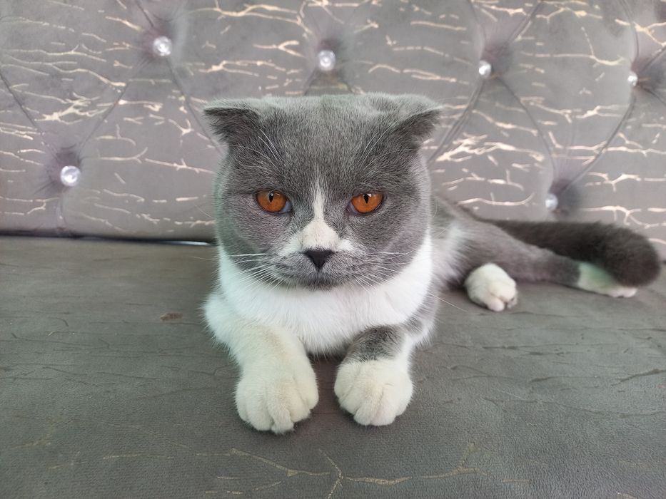 Кот малчик 7 месец умный