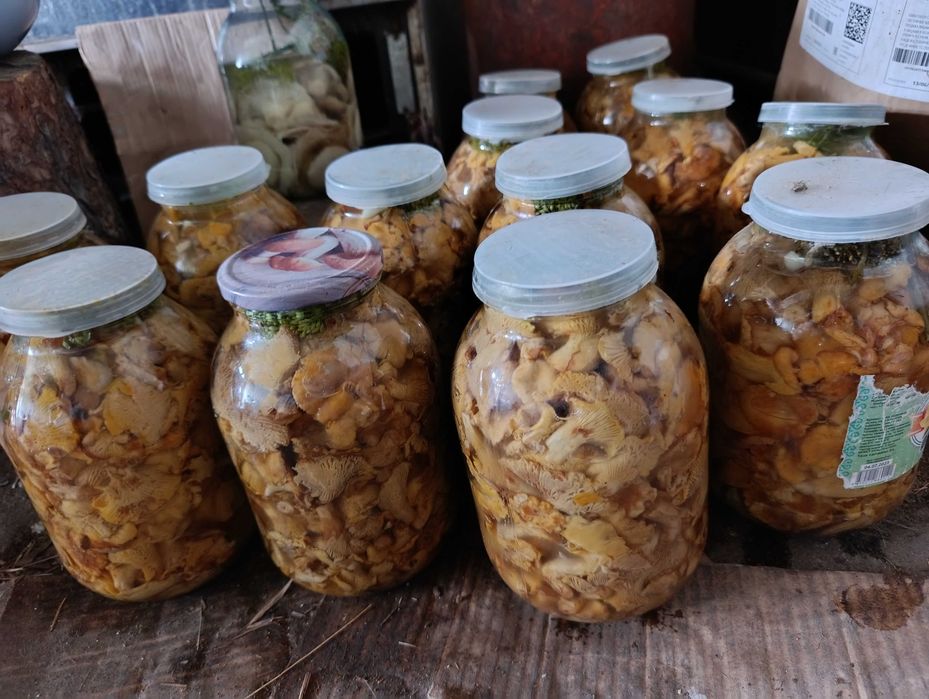 Грибы лисички маринованные
