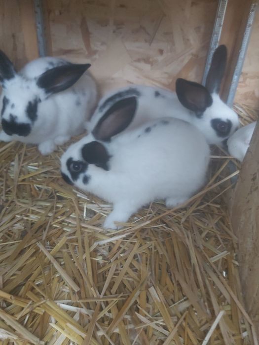 Продаются кролики крольчата куен болалари