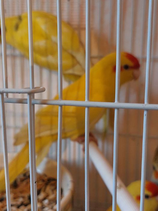 Какарики желтые красивые