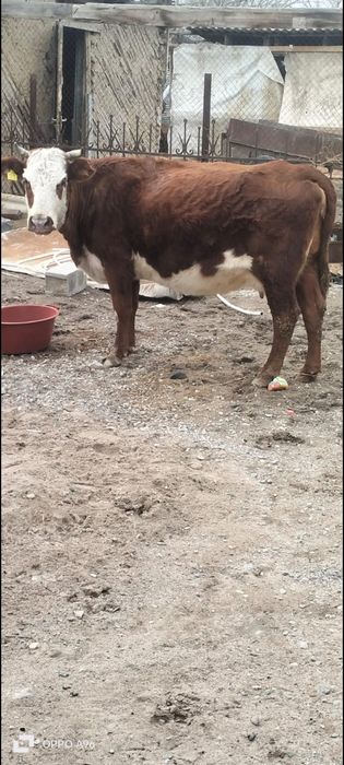Корова продам срочно