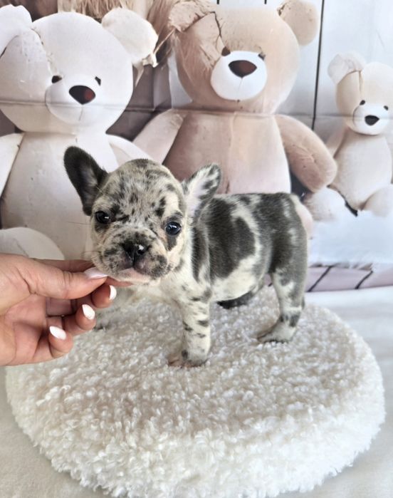 Френски булдог елитна кръвна линия момиче