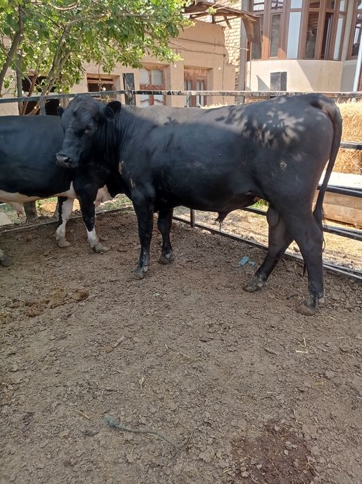 Angus gibrit bilan mikimavus