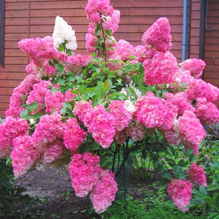 Тополь дуб ясень гортензия