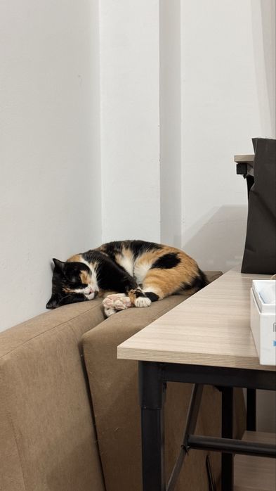 Отдам красавицу по имени Фокси