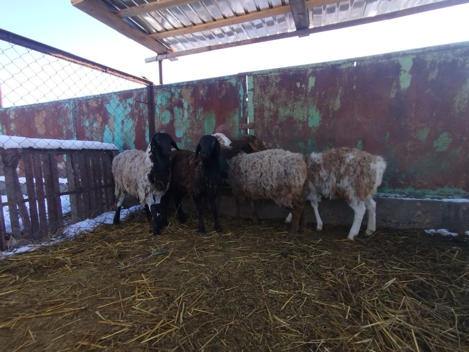 Бараны матки 5штук