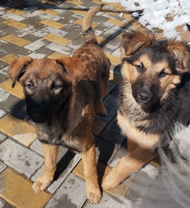 Отдам щенков в добрые руки