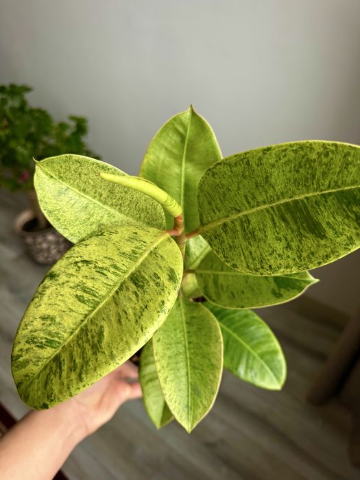 Фикус шривериана