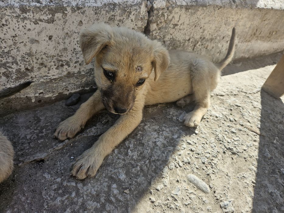 Щенки в добрые руки