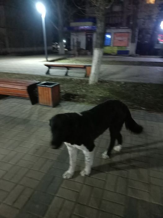 Пристраивается в добрые руки собака