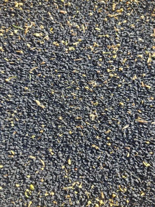 Piyoz urugʻi sotiladi cheklanmagan