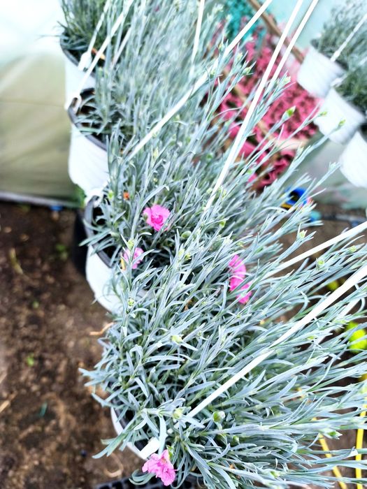 Garofițe responsabile pentru Dumneavoastră!