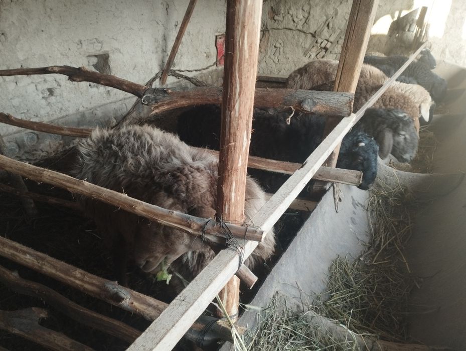 Qoʻchqorlar sotiladi manzil Kogon tuman