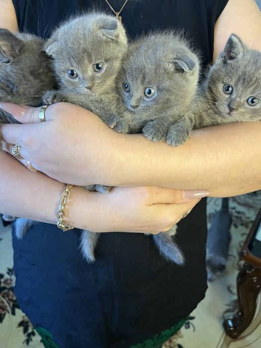 Котёнки 2 месяцные мальчики девочки