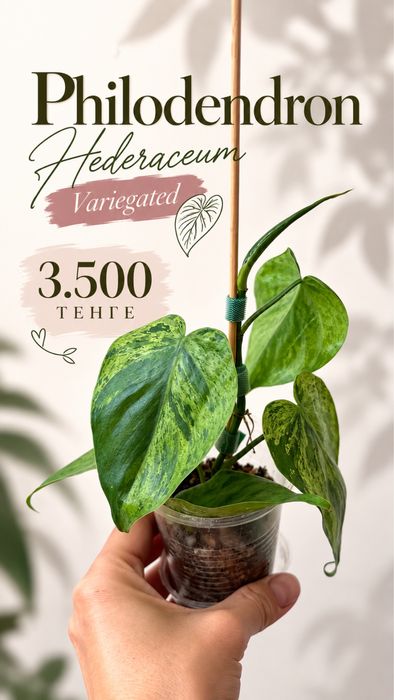Фикус Рубигиноза Вариегатная