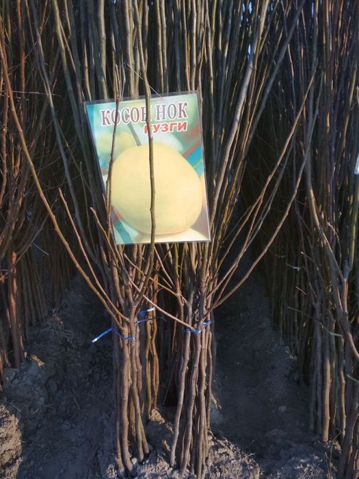 Мевали кучатлар бор. Mevali ko'chatlar sotiladi.