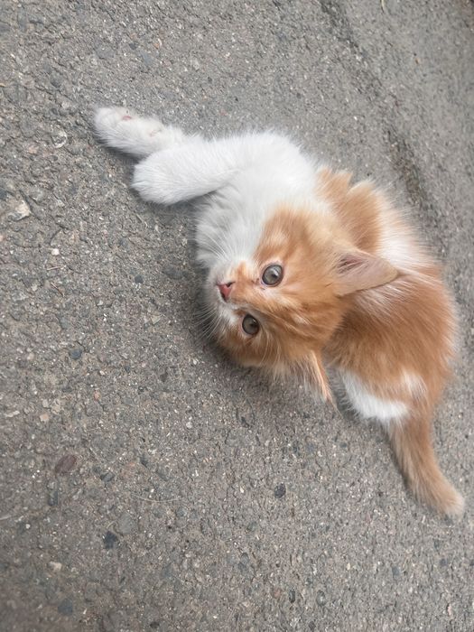 Отдам котят в хорошие руки