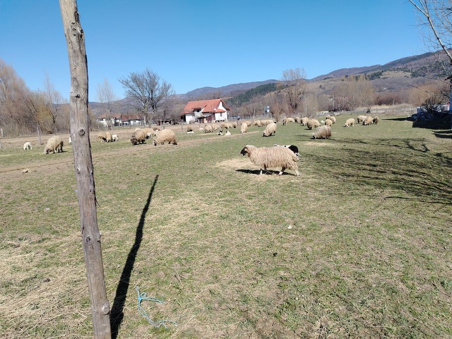 Vând oii cu mieii mai multe detalii la telefon