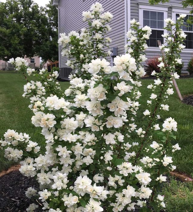 Филаделфус (Philadelphus)