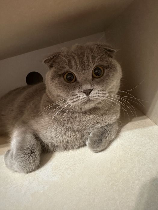 Отдаю в добрые руки кошку