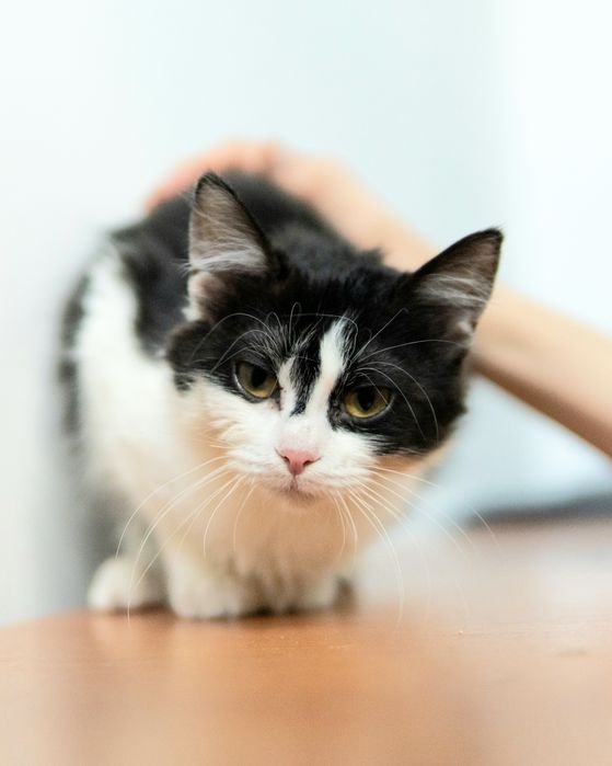 Малката Джиджи на 7 месеца търси дом