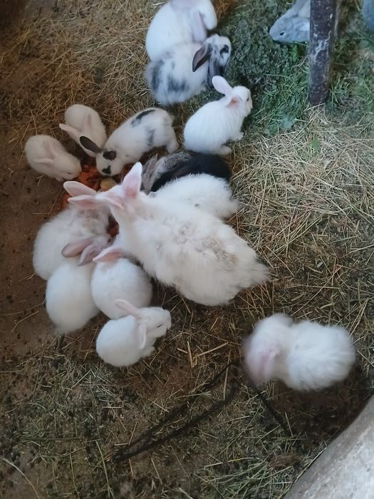 Крольчата бабочки