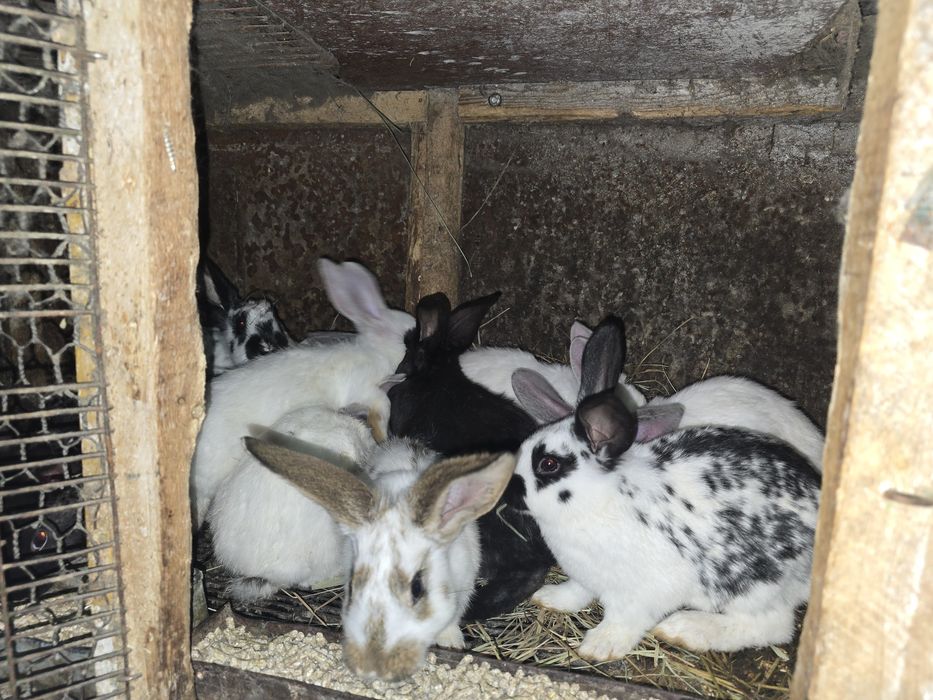 Продам крольчат 1.5 месяца и месяц