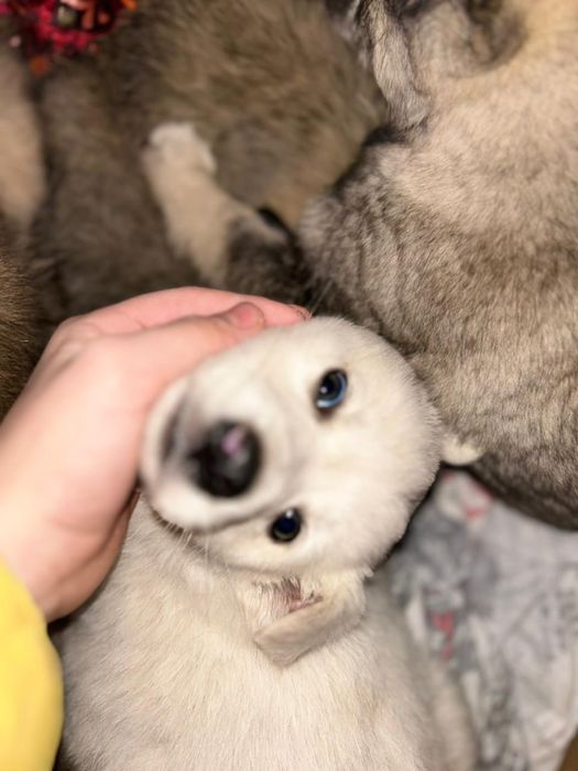 Щенат в добрые руки срочно