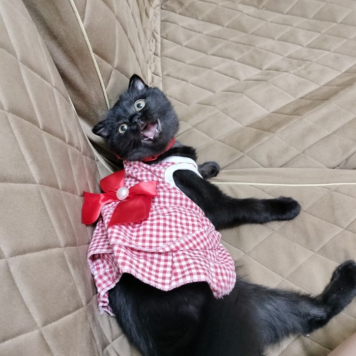 Платье для кошечки. Как новая .