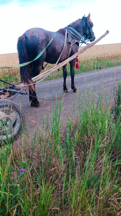 vând sau schimb mânz cu gura neschimbată