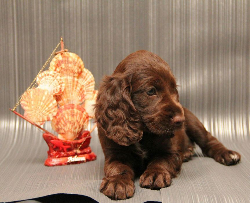 Спаниельки ШОКОЛАДКИ