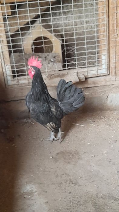 Япон хурозча сотилади.