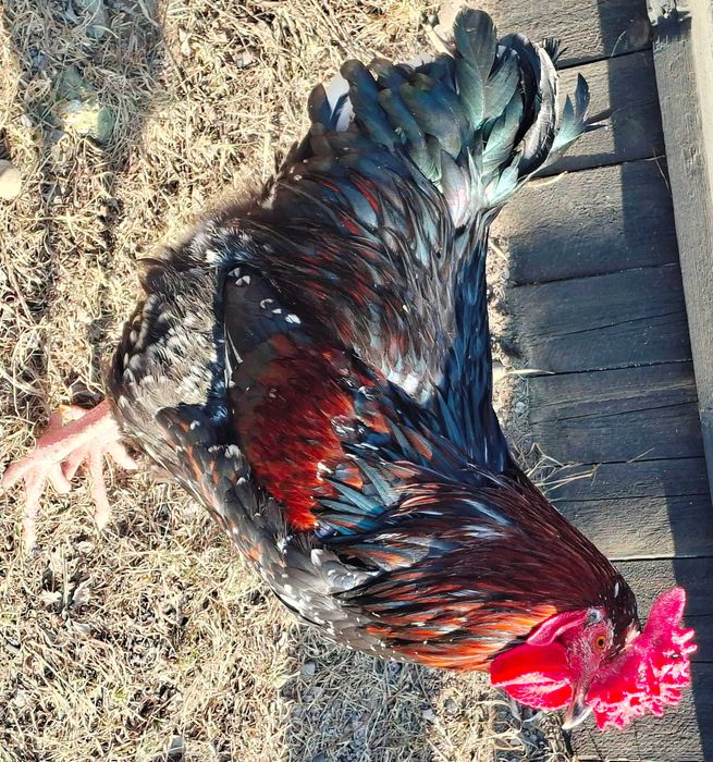 Cocosi  Sussex din Mai 2025