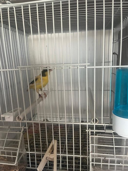 Canari si orzari caut căsuță nouo