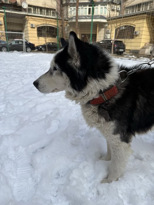 Хаски. Ищем  невесту