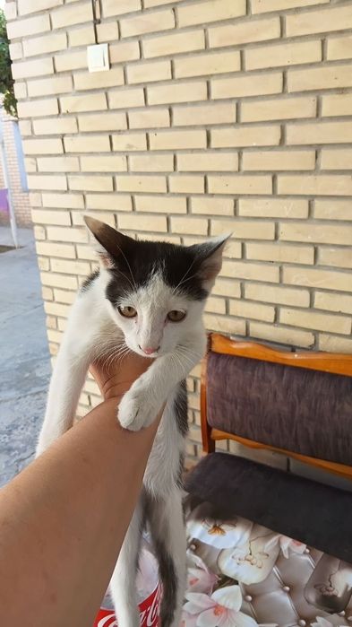 Мушукчалар бепул берилади