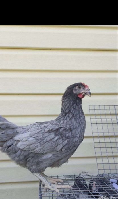 Куры домашние Доминант