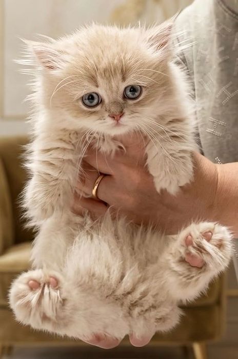 Котенок Манчкин с Родословной.