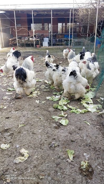 Брама  тухум сотилади