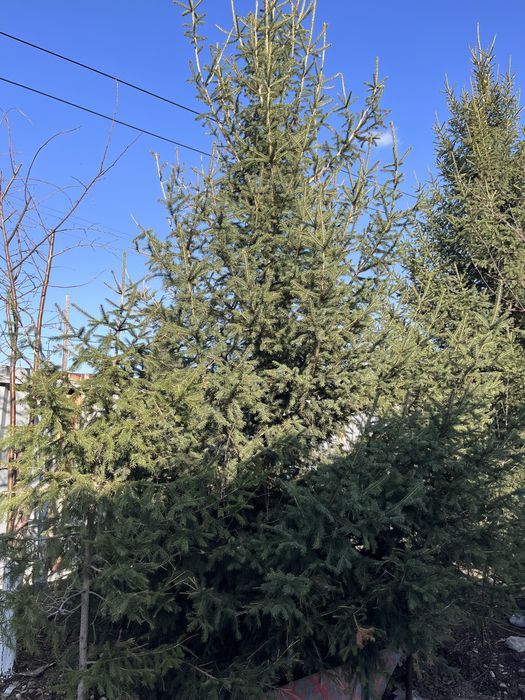 Продам саженцы елок, кедра!