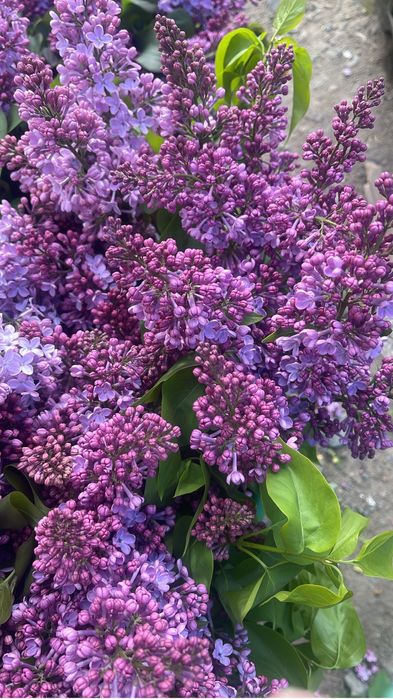 Сирень по низкой цене